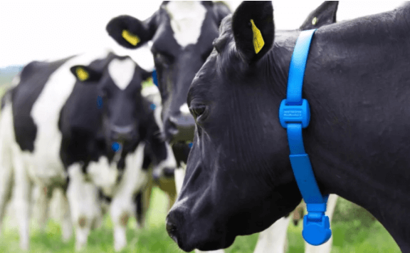 智慧养牛场建设方案，实现养牛智能化生产管理