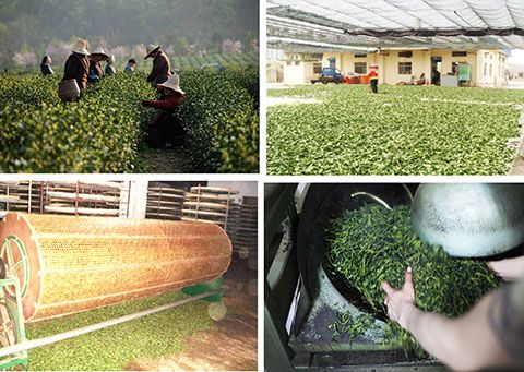 茶叶全产业链质量追溯系统